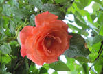 фото Плетистые розы
