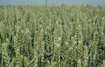фото КВС Аквилон. Семена яровой пшеницы РС1