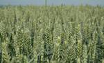 Фото №2 КВС Аквилон. Семена яровой пшеницы РС1