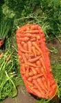 фото Морковь мытая и немытая оптом