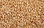 фото Продам семена яровой пшеницы