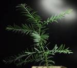 фото Продаю саженцы семена метасеквои Metasequoia