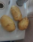 фото Продам картофель под мойку 4-6