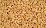 фото Семена пшеницы "Новосибирская 31" ЭС, РС1