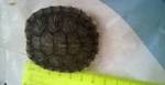 фото Черепаха красноухая 5 и 6 см