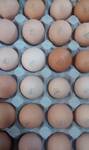 фото Инкубационные яйца (маркированные) птица курица утка индюк