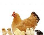 фото Инкубационное яйцо: кур несушек, бройлеров, индейки, утки и