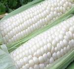 фото Белая кукуруза