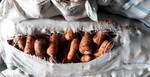 фото Морковь продовольственная от производителя