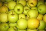 фото Продаю яблоки "Голден Делишес" оптом