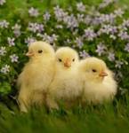 фото Цыплята яичных и мясных пород, индюшата, цесарята