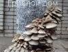 фото Мицелий грибов вешенки, шампиньонов, шиитаке, опенка
