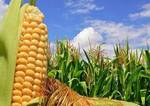 фото Семена кукурузы РОСС 130,140,199