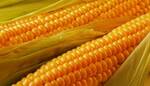 фото Семена кукурузы "Краснодарский 194 МВ"