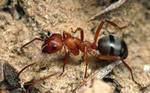 фото Уничтожение, средство, обработка, избавиться от муравьев.