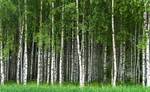 фото Березовый лес, кругляк 50 ГА Рязани
