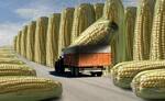 фото Семена Канадские Сои,Кукурузы,Подсолнуха,Рапса,Пшеницы,Ячмен