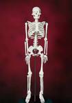 фото Модель "Скелет человека 85 см" на подставке - Новейшая!