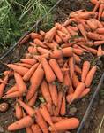 фото Морковь супер качество оптом сорт "кардоба" с холодильника