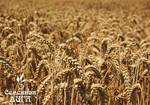 фото Пшеница яровая сорт «Омская 36»