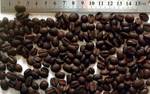 фото Кофе ароматизированное в зернах, оптом, со склада в Москве