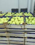 Фото №2 Сербские яблоки крупным оптом по конкурентным ценам !