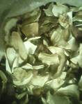 Фото №2 Белые грибы сушеные