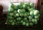 Фото №2 Продам капусту оптом от 20 тонн в г.Кемерово