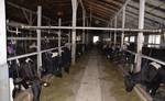 фото Продается действующая молочно-товарная ферма