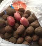 фото Продам Семенной картофель оптом от 20 тонн