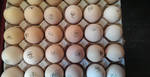 фото Яйцо инкубационное бройлера, кур, перепелов, уток,индюшиное
