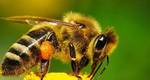фото Пчёлы-Пчелопакеты