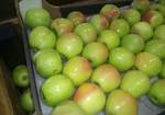 фото Продаю яблоки "Гренни Смит" с окрасом оптом