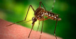фото Профессиональное избавление от комаров, имаго.