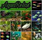 фото Мирные рыбки в Ваш аквариум на любой вкус