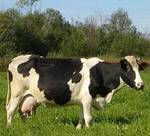 фото Продам коров и телок молочных пород