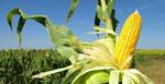 фото Семена гибридов кукурузы