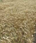 фото Озимая пшеница Немчиновская 57 ЭС