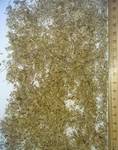 фото Чабрец армянский сушеный высокогорный резаный 3-7мм