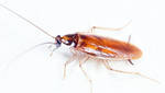 фото Уничтожение тараканов, средство от тараканов