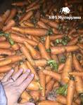 фото Мытый лом моркови на переработку