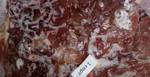 фото Мясо в ассортименте замор. в Симферополе