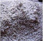 фото Зерновой мицелий шампиньонов для домашнего выращивания