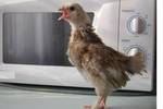 фото Цыплята подрощенные ХайнЛайнБраун, 1-4 мес.