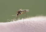 фото Обработка от комара
