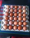 фото Яйца куриные домашние