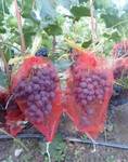 фото Сетка для винограда защитная