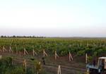 фото Хозяйство по выращиванию винограда и зерновых 156 га