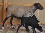 фото Племенные ярки (овцы) романовской породы
