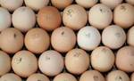 фото Инкубационное яйцо Кобб 500 Чехия